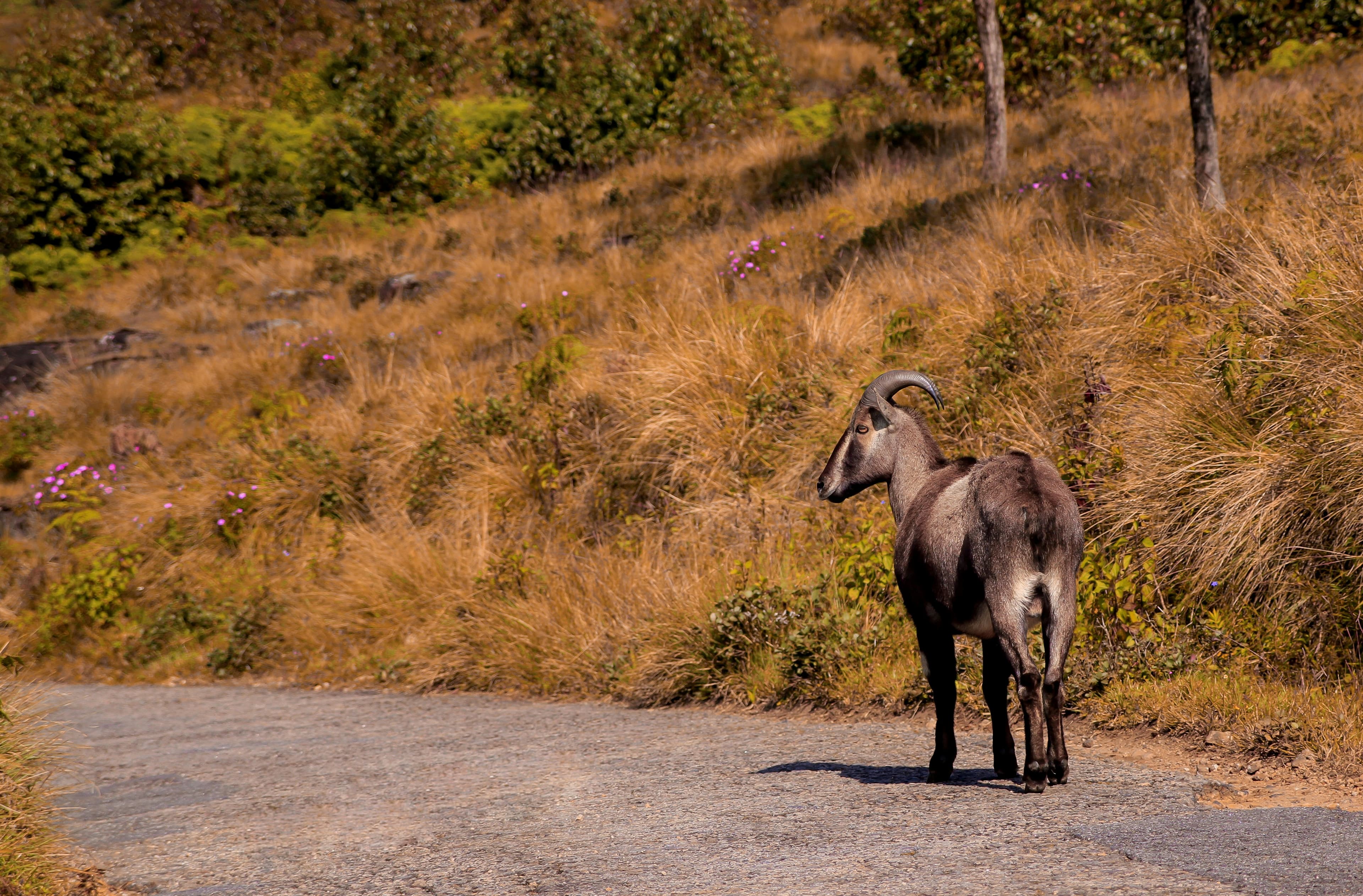 Eravikulam National Park, Munnar