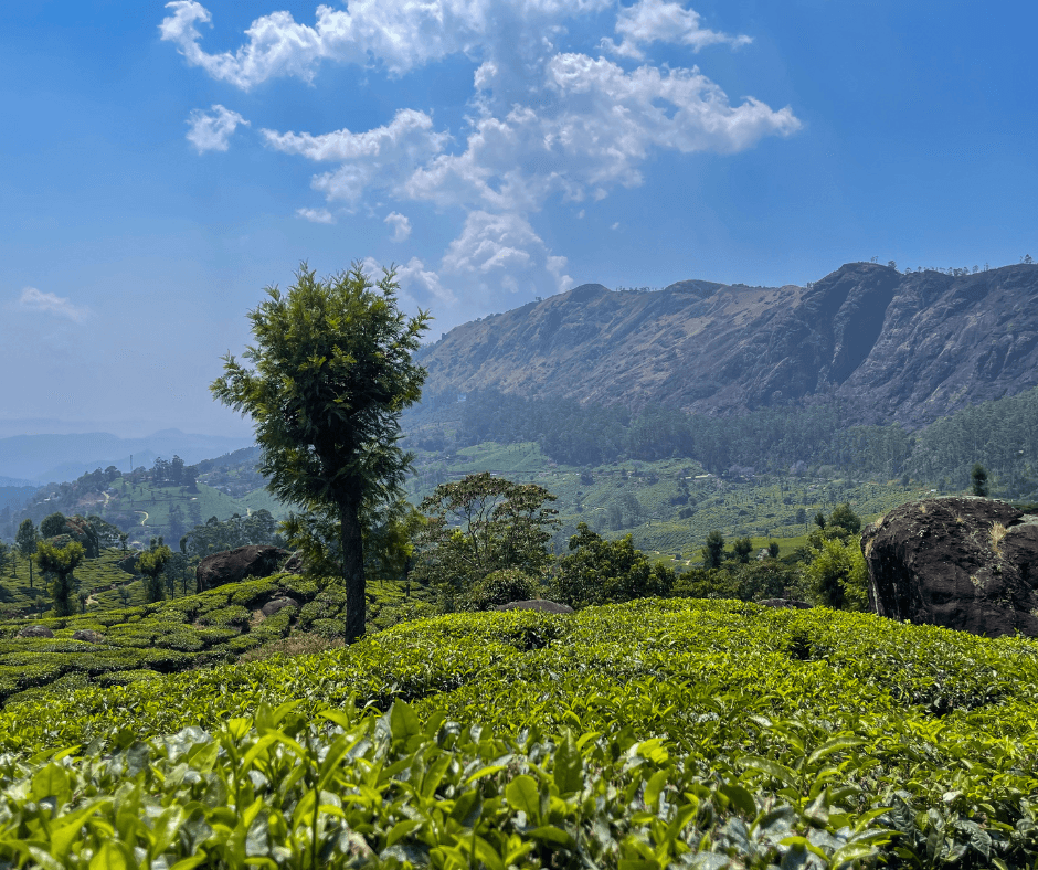 Pine Tree Forest, Kodaikanal