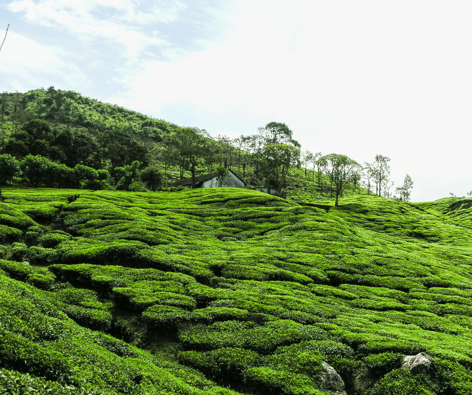 Pykara Lake, Ooty