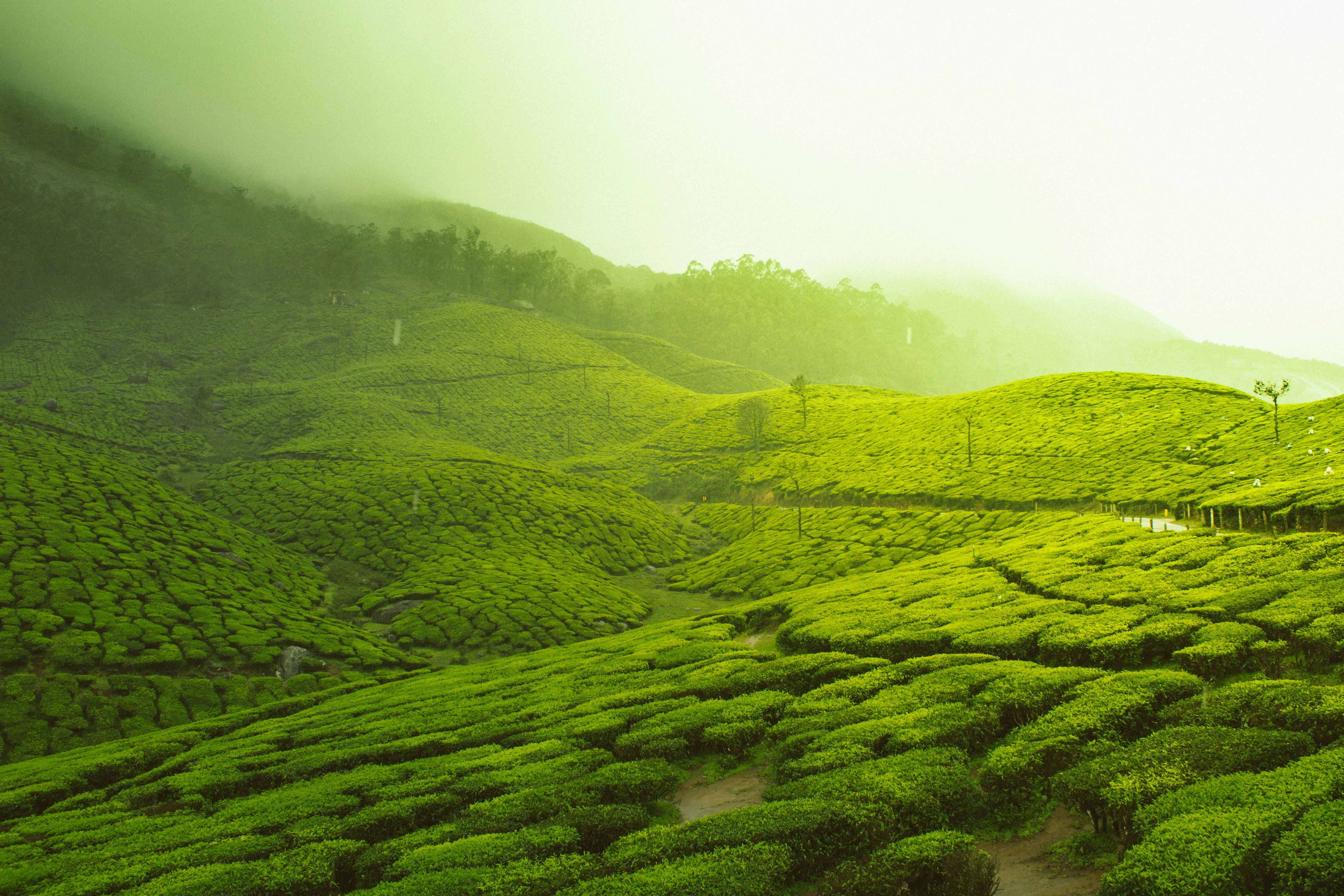 Magical Munnar
