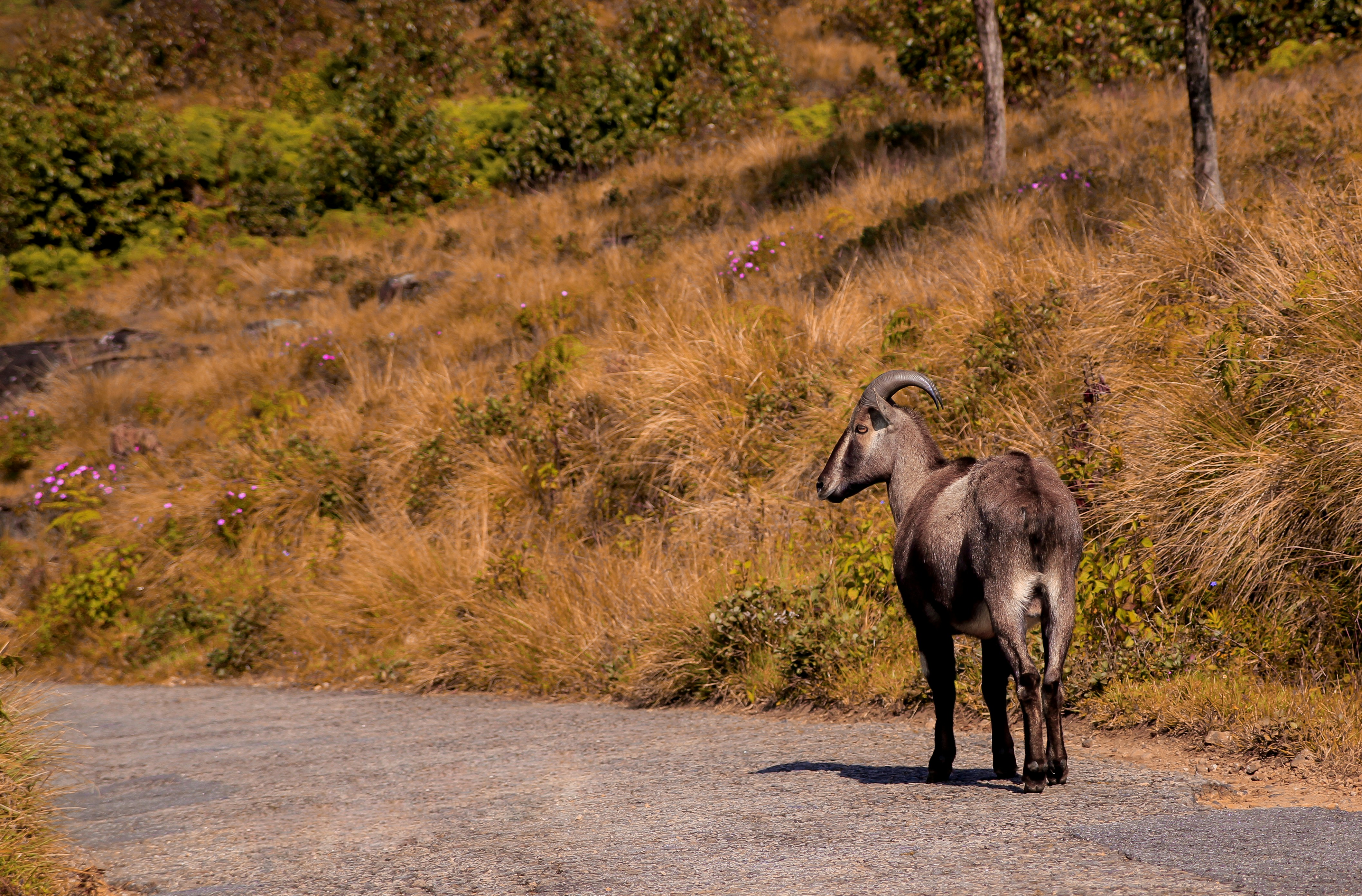 Eravikulam National Park, Munnar